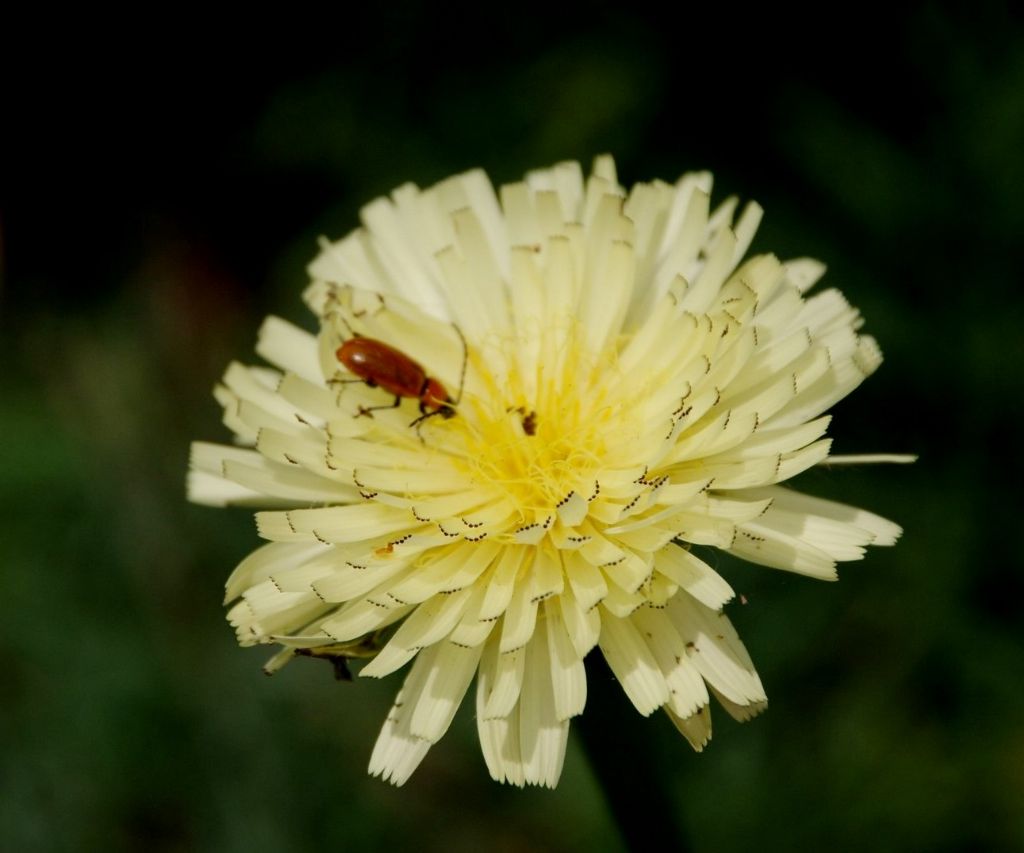 Chrysomelidae: Exosoma lusitanicum